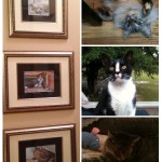 A wonderful Guest sent me this photo she made of her kitties next to the prints she got from Whiskers and Wine